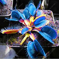 vegherb 100pcs / Lot Dionée, Plante Insectivore Potted Dionaea géant Clips Dionée Graines Bonsai pour Jardin 5