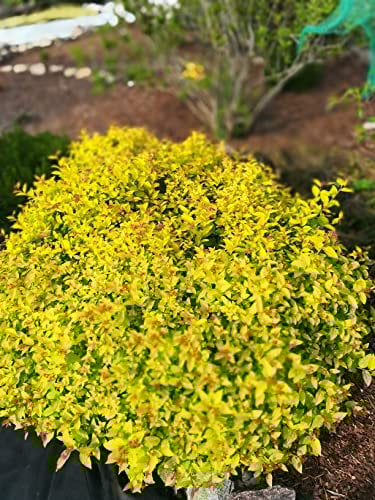100 x Spiraea japonica 'Golden Princess' (Gehölz/Heckenpflanze/Winterhart/Mehrjährig/Bodendecker) Gelbe Zwergspiere - Goldgelbes Laub trifft zarte Blütenpracht - Blühende Hecke - von Stauden Gänge