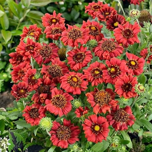 Bio Kokardenblume 'Burgunder' dunklerot, Topf 9x9 cm, 3 Pflanzen