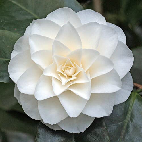 Camelia giapponese Bianca Camellia japonica pianta in vaso ø9 cm Vivaio di Castelletto