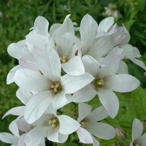 6 x Campanule à feuilles larges 'Alba' - Campanula Latifolia - Godet 9x9cm - Grandes fleurs blanches, élancée