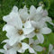6 x Wald Glockenblume Alba - Campanula Latifolia 'Alba' Topf 9x9cm: Weiße Blüten, für schattige Bereiche, bienenfreundlich.