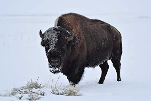 Bison Puzzle 2000 Teile Tierwelt Puzzle mit hochwertiger Puzzleaufbewahrung 70x100CM