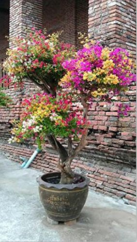 Freies Verschiffen 100 Mix Farbe Bougainvillea Balkon Topf, Garten Bonsai Blume Pflanze enorm auffällige, floriferous robuste Pflanze