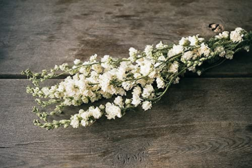 NaDeco Delphinium in Weiß, naturbelassen, im Bund, Länge ca. 60cm Rittersporne Boho-Deko Trockenblumen Trockenblumen in Weiß Trockenstrauß getrockneter Blumenstrauß