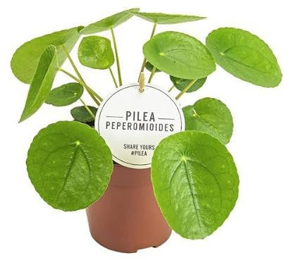 Chinesischer Geldbaum - Pilea Peperomioides - Zimmerpflanze - Ø13cm - 20cm