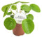 Chinesischer Geldbaum - Pilea Peperomioides - Zimmerpflanze - Ø13cm - 20cm