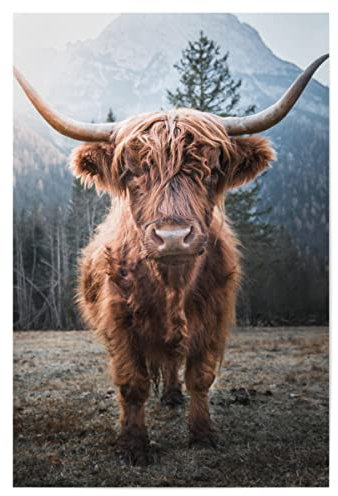 artboxONE Poster 75x50 cm Natur Highland Cow in Nature hochwertiger Design Kunstdruck - Bild Highland Berge Cow