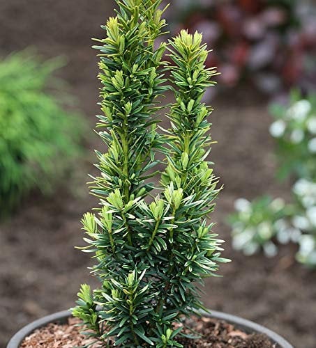 Gelbe Säulen Eibe David 70-80cm - Taxus baccata