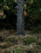 Erwachsenenpuzzle ab 14 Jahren, Baum, Stamm, Kiefer 70x50cm
