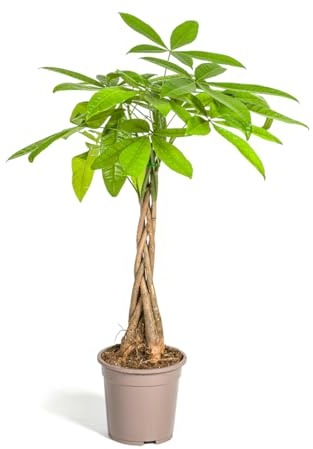 Pachira Aquatica - 70-90cm - Ø19cm - Zimmerpflanze - Immergrün