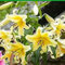 Lilium martagon zwiebeln,winterharte,lilien deko,lilien im topf,lilie riesen,lilie,lilien zwiebeln forever susan,duft lilien,lilien knollen,lilien zwiebeln winterhart mehrjährig.-4 zwiebeln-D