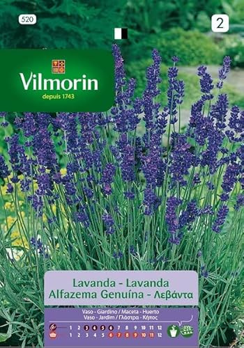 Semi di Lavanda Profumata S-1 520, 2 Gr