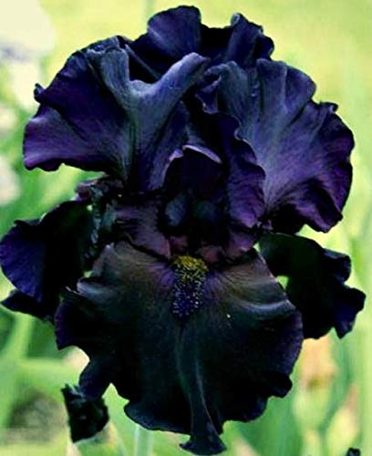 Black Magic Bearded Iris, Black Flowering Plant, Root Start, Rhizome, Bulb, Simply Beautiful Flowering Perennial