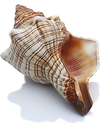 SINKOO 2PCS Conch Shell Large Natural Seashells Perfect for Fish Tank Wedding Decor Beach Theme Party Home Decorations