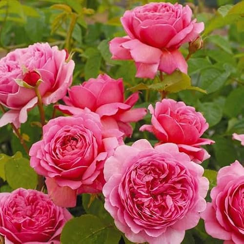 David Austin Princess Alexandra of Kent Rose - English Garden Rose Bush PRUNED in 3ltf Pot