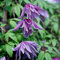 Clematis Macropetala - Waldrebe 50-60 cm Pflanzcontainer