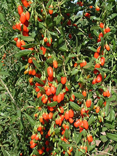 Go Garden Lycium barbarum Goji Beere, Wolf Berry Chinese Medicinal! 10 Samen