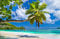 Papier Peint Photo INTISSÉ-PALMIERS-350x260 cm-(019AE)-Plage Dunes Mer Océan Caraïbes Côte Arbres Paysage Colle Inclus Mural Décor Motif Poster Géant Stickers Muraux Optique Moderne Fond Effet XXL