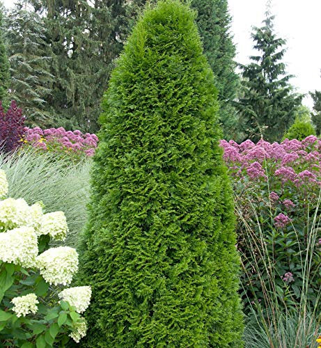 Smaragd Lebensbaum 40-60cm - Thuja occidentalis - lebende Gartenpflanze aus den Baumschulen