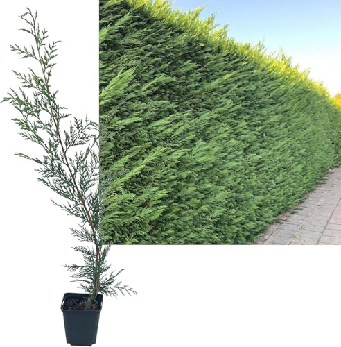 48 Stück Leylandii Zypresse von INTRAGARTEN | immegrün und winterhart | Basterdzypresse +50cm Heckenpflanze im Topf gewachsen