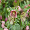 100 Stuck Christrose Blumen Rosa:Seeds Only