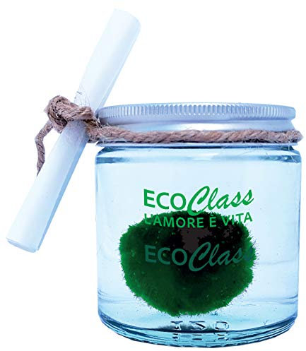 Marimo 2-3 cm en Pot de Verre de 120 ML - Plante de l'amour. Boule de Mousse, décor d'aquarium, idée Cadeau symbolisent l'amour éternel, Bonne Chance