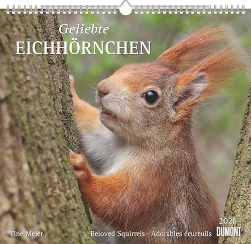 DUMONT - Geliebte Eichhörnchen 2026 – Wandkalender 38×36 cm mit 12 Naturmotiven, Spiralbindung & Feiertagen: Beloved Squirrels - Adorables ecureuils
