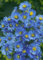 Aster novae-angliae 'Barr's Blue' ca. 11x11 cm Topf - Herbstaster, blaue Blüten, Blütezeit September-Oktober, ideal für Rabatten, bienenfreundlich, pflegeleicht