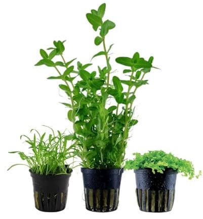 AquaOne Aquarium Pflanzen I 3X Wasserpflanzen I Einsteiger Aquarienpflanzen I Staurogyna Lagenandra Limnophila I Set mit 3 einfachen Aquariumpflanzen