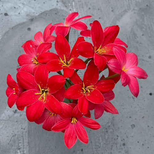 5 pcs Zephyranthes Candida Zwiebeln - Zephyranthes Zwiebeln, Blumenzwiebel Winterhart blumenzwiebeln winterhart blumen pflanzen zwiebelblumen GewäChshaus Balkon Blumendeko Knollen