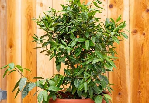 30 semillas de planta de hoja de laurel