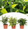 NatureNest, Trauerfeige, Ficus, 1x Ficus Benjamina 'Grune Kinky'®, 1x Ficus Benjamina' Kinky® ', 1x Ficus Benjamina' Natasja ', 3 Stück, 25-35 cm, Zimmerpflanzen, Grünpflanzen