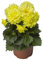 Dalia - Dahlia - en su Mejor Momento Ideal para tu Jardín - Planta Natural