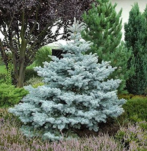 Ediths Blaufichte 40-50cm - Picea pungens - lebende Gartenpflanze aus den Baumschulen