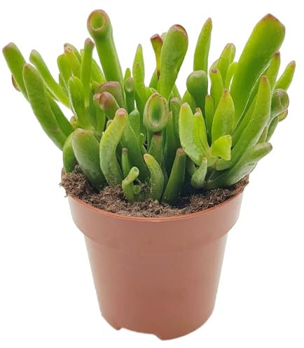 Fangblatt – Crassula 'Hobbit' – exotischer Löffelbaum im Ø 9 cm Topf – pflegeleichte Sukkulente – dekorativer Pfennigbaum für Fensterbank & Büro
