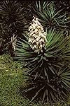 5 semi di Yucca aloifolia Agramsero Yucca semi! HARDY ESOTICO: Only Seeds