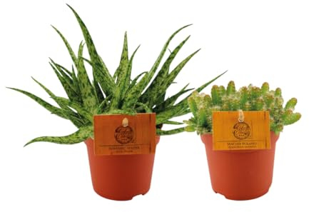 Aloe Spider & Hylocereus Undatus Duo | 2 Stück - 15cm - Ø10.5cm - Zimmerpflanze - Immergrün - Multideal - Kakteen und Sukkulenten