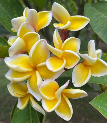 4 SAMEN DI PLUMERIA -FRANGIPANI - POMELIA- VARIETA' Sirimongkol
