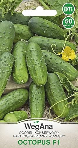 WegAna Gurke Octopus F1 60 Samen Produktive Robuste Gemüsesamen Gemüse Samen Anzucht Saatgut für Gewächshaus Qualitätsfrüchte