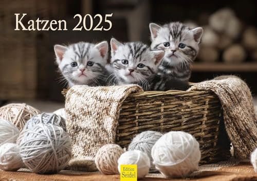 Edition Seidel Premium Kalender Katzen 2025 Format DIN A3 Wandkalender Katzenkalender Haustiere Katzenkinder Kätzchen Katze Kater Kitten