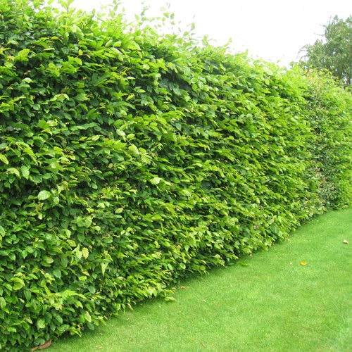 1 X Comune di faggio Fagus Sylvatica Verde deciduo Copertura pianta à Vaso