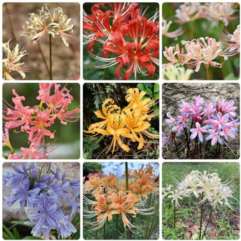 Cipolla rossa resistente, bulbi di fiori Bulbi di giglio ragno, semi di bonsai bulbi a precoce piante resistenti per il giardino fiori recisi piante rare piante in vaso 10pcs