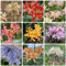 Cipolla rossa resistente, bulbi di fiori Bulbi di giglio ragno, semi di bonsai bulbi a precoce piante resistenti per il giardino fiori recisi piante rare piante in vaso 10pcs
