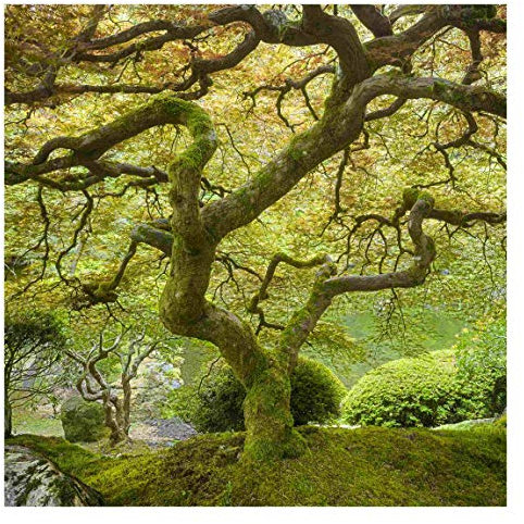 Bilderwelten Wald Fototapete 3D inkl. Kleister 192x192cm - Vliestapete Made in Germany - Tapete Wald Schlafzimmer - Baum Waldtapete Natur - XXL Wandtapete Wald Wohnzimmer Flur T_1695