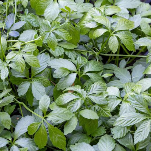 10 pcs jiaogulan pflanze samen - saat gartenpflanzen winterhart mehrjährig,Gynostemma pentaphyllum, pflanzen garten luftreinigende zimmerpflanzen pflanzenkübel pflanzendeko plant