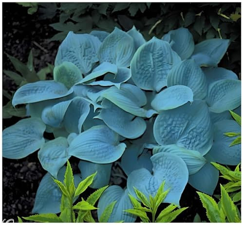 Stauden Gänge 1 x Hosta plantaginea 'Fragrant Blue' im 1 Liter Topf (Staude/Winterhart/Bodendecker/Mehrjährig) Blaue Duft Funkie, Herzblatt-Lilie - Blauer Schimmer trifft duftende Blütenpracht