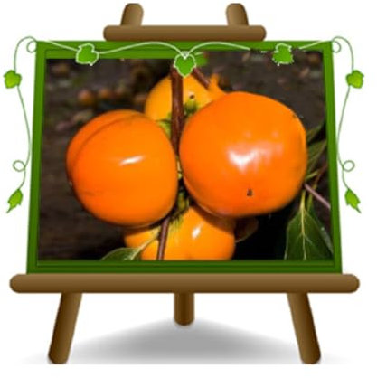 EURO PLANTS VIVAI Kaki Pommier variété Jiro - Plante fruitière vieux sur pot de gazon 26 cm. *hauteur maximale 180 cm. - 4 ans