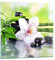 Quadri Moderni Soggiorno fiore orchidea Quadro su Vetro 50x50cm Stampe da Parete in Vetro Camera da Letto Cucina 1 pezzo Wall Art Piccoli Decorazione Murale Grafica Immagini GAC50x50-3659