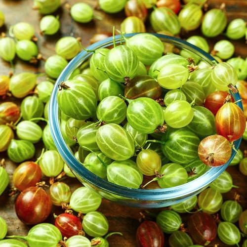 Gooseberry Berry Bush Live Plant